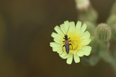Oedemera simplex