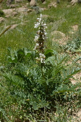Lamiaceae