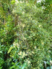 Clematis foetida