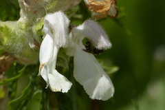 Lamiaceae