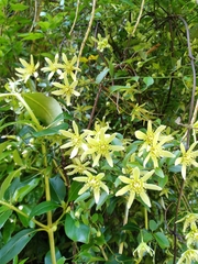 Clematis foetida