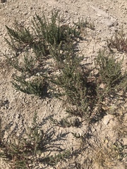 Halogeton glomeratus