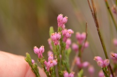 Erica palliiflora