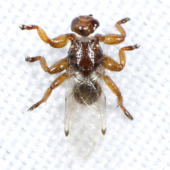 Lipoptena depressa
