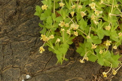 Dionysia crassifolia