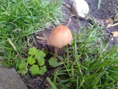 Psilocybe mexicana