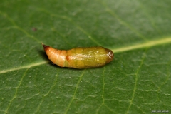 Gymnoscelis rufifasciata