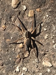 Tigrosa georgicola