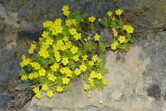 Dionysia crassifolia