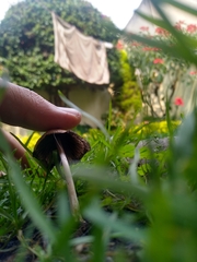 Psilocybe mexicana