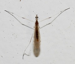 Gonomyia
