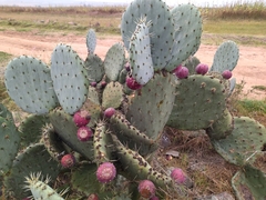 Opuntia robusta