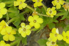 Dionysia crassifolia