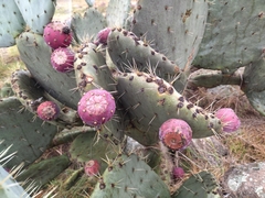 Opuntia robusta
