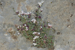 Rubiaceae