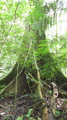 Ficus tonduzii