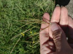 Bothriochloa pertusa