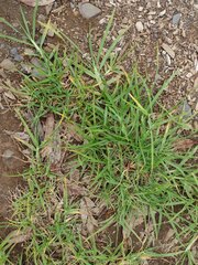 Cenchrus clandestinus