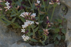 Rubiaceae