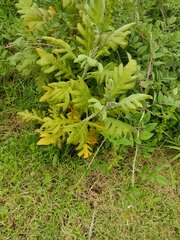 Bocconia frutescens