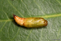 Gymnoscelis rufifasciata