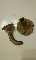 Lanmaoa pseudosensibilis