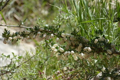 Astragalus glaucacanthos
