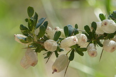 Astragalus glaucacanthos