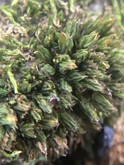 Nyholmiella obtusifolia