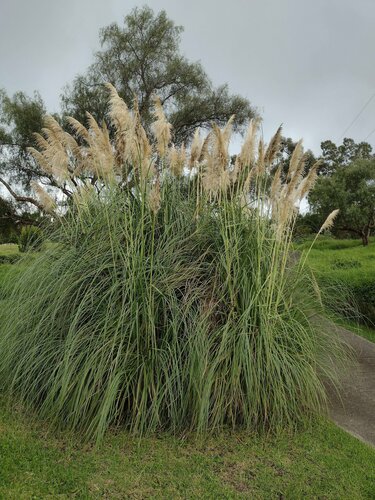 Cortaderia selloana, 2022-10-24