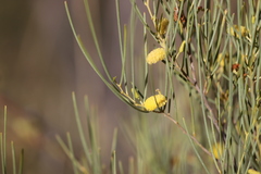 Acacia tenuissima