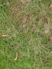 Eragrostis tenuifolia