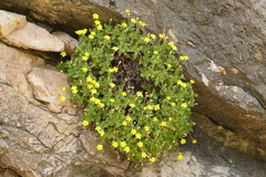 Dionysia crassifolia