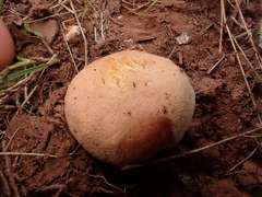 Chalciporus amarellus