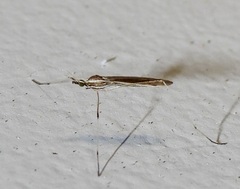 Gonomyia