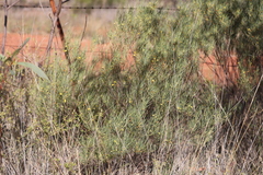 Acacia tenuissima