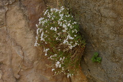Rubiaceae