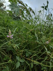 Desmodium intortum