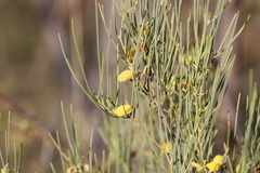 Acacia tenuissima