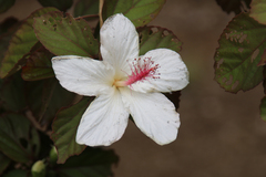 Hibiscus arnottianus