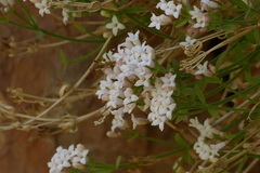 Rubiaceae