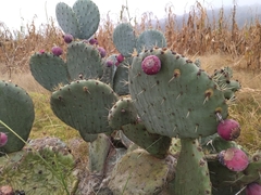 Opuntia robusta
