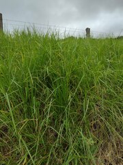 Cenchrus clandestinus