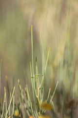 Acacia tenuissima