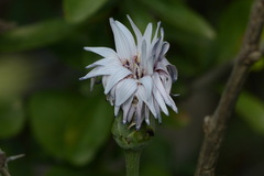 Asteraceae