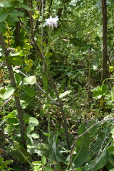 Asteraceae