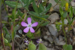 Silene