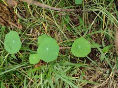 Tropaeolum majus