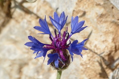 Centaurea