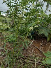 Gomphocarpus physocarpus